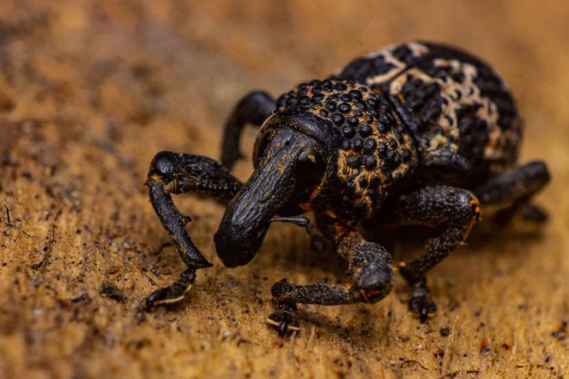 Žižak Foto: Shutterstock/wachirawut55