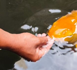 Foto: Shutterstock