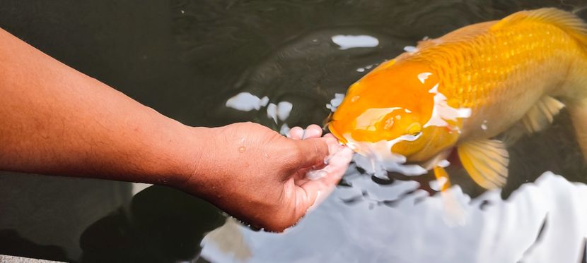 Foto: Shutterstock