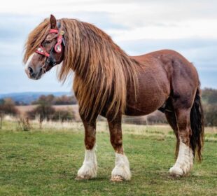 Foto: Shutterstock/Nadezda Murmakova