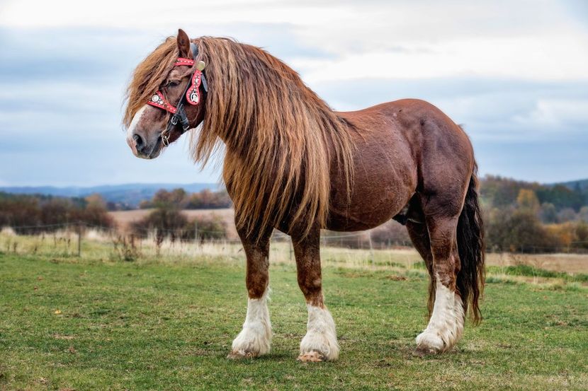 Foto: Shutterstock/Nadezda Murmakova