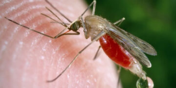 Izvor Blic Foto Science Photo Library