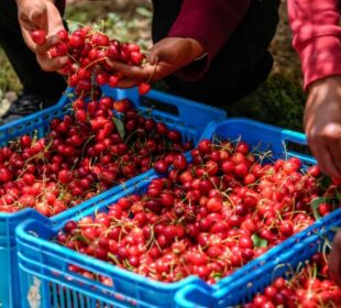 Berba višanja Yassine Gaidi AFP Profimedia Izvor Mondo