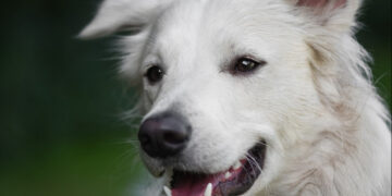 Božić za napuštene ljubimce u Parizu