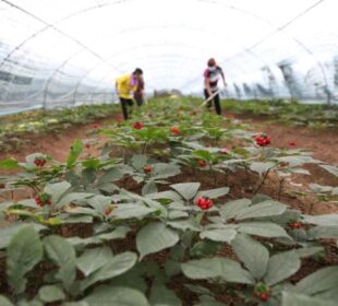 ChinaImages ddp USA Profimedia Koren žen-šena je vrlo tražen u svetu, a pritom je i prilično skup Izvor Mondo