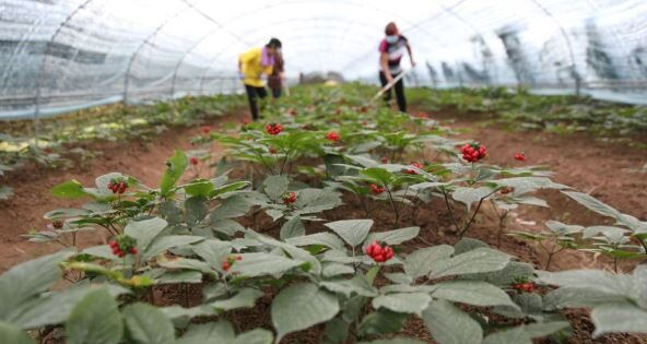 ChinaImages ddp USA Profimedia Koren žen-šena je vrlo tražen u svetu, a pritom je i prilično skup Izvor Mondo