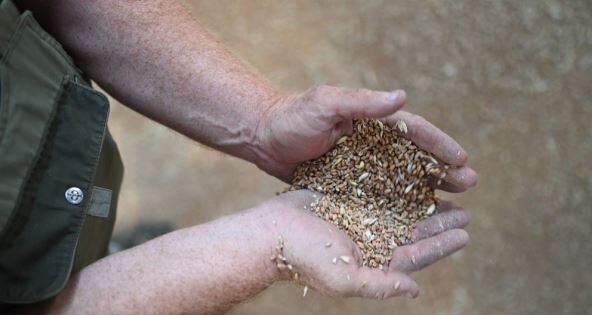Evropa se suočava sa nadolazećom krizom u proizvodnji žitarica Izvor Mondo Foto Lars Penning AFP Profimedia
