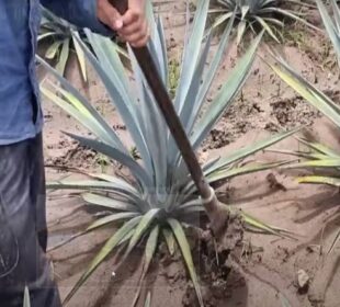 Izvor Mondo Foto Noal Farm Youtube screenshot