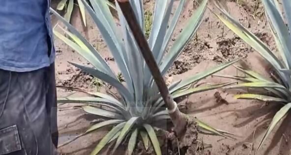 Izvor Mondo Foto Noal Farm Youtube screenshot