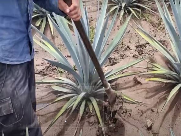 Izvor Mondo Foto Noal Farm Youtube screenshot