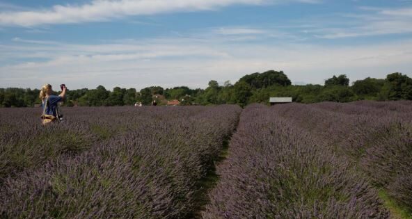 Polja lavande foto Keith Larby Alamy Alamy Profimedia