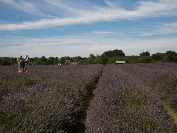 Polja lavande foto Keith Larby Alamy Alamy Profimedia