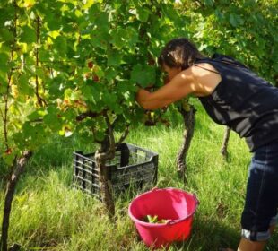 Žena u vinogradu bere grožđe Justine Bonnery AFP Profimedia Izvor Mondo