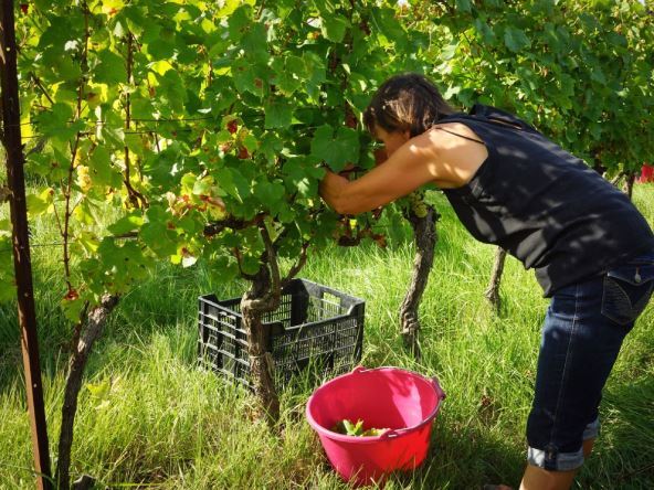Žena u vinogradu bere grožđe Justine Bonnery AFP Profimedia Izvor Mondo