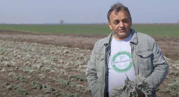 Zoran Tomić gaji lekovito bilje u Bavaništu Izvor Mondo