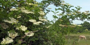 Zova Izvor Mondo Foto Nia Bell Alamy Alamy Profimedia