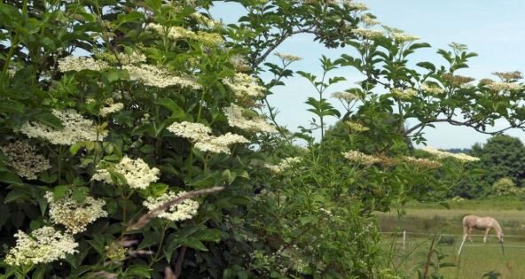 Zova Izvor Mondo Foto Nia Bell Alamy Alamy Profimedia