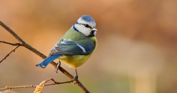 Ptica senica se oslikuje živopisnim bojama i harmoničnim cvrkutom
