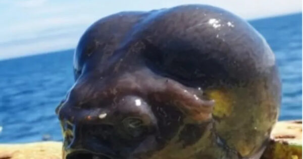 Morska neman - Preuzeto sa instagram naloga Fedortsov