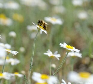 Pčele u Engleskoj ugrožene zbog upotrebe pesticida Foto AA ABACA Abaca Press Izvor Mondo