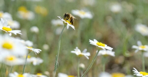 Pčele u Engleskoj ugrožene zbog upotrebe pesticida Foto AA ABACA Abaca Press Izvor Mondo