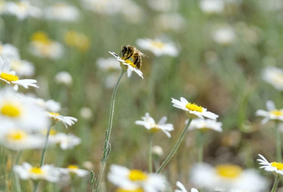 Pčele u Engleskoj ugrožene zbog upotrebe pesticida Foto AA ABACA Abaca Press Izvor Mondo