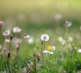 Preterano košenje ugrožava pčele Foto Stefan Stojanović